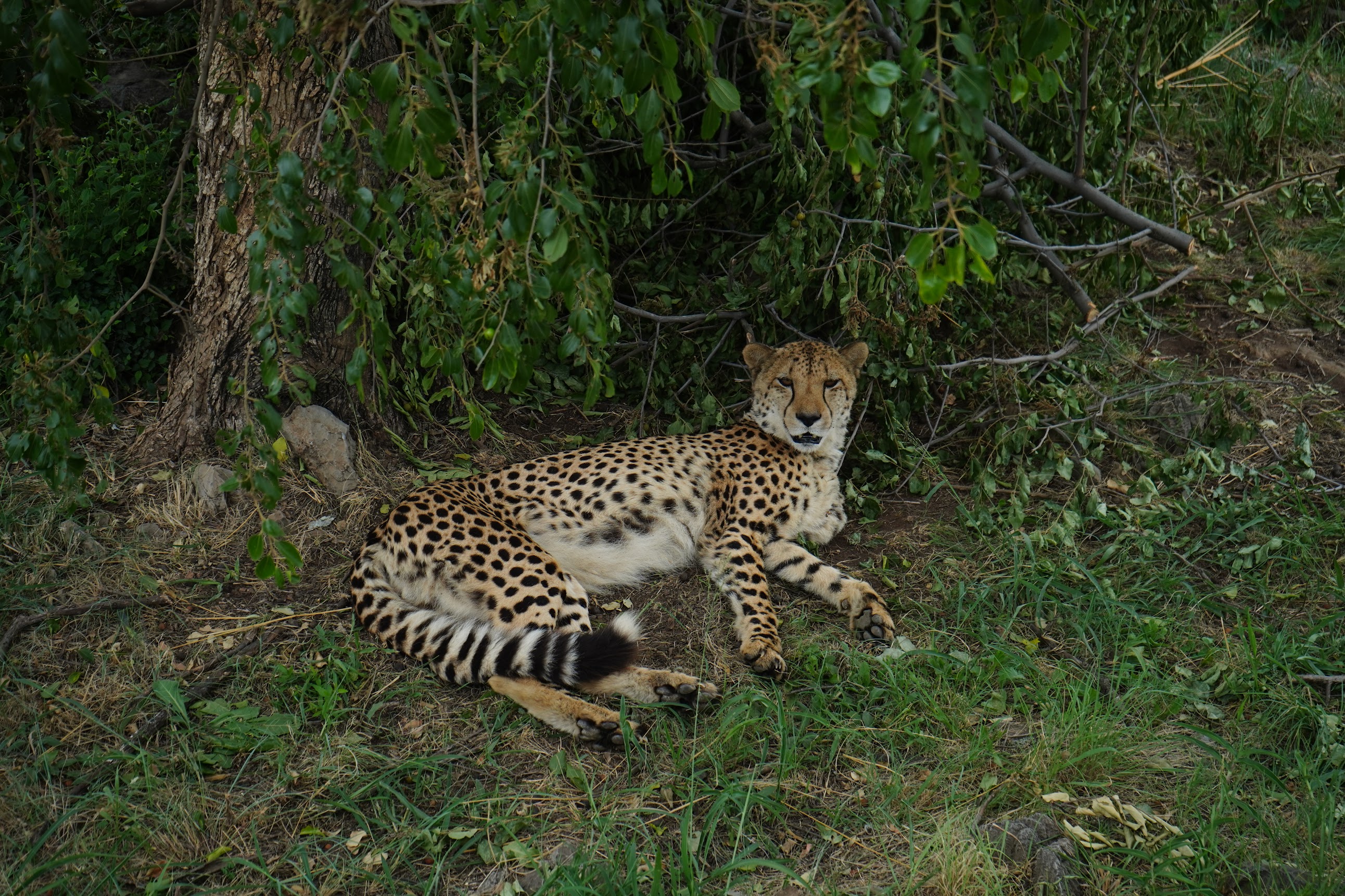 Cheetah second frame